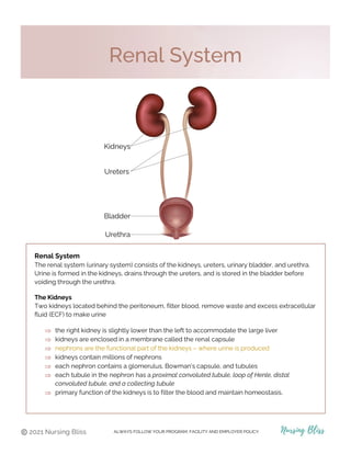 ALWAYS FOLLOW YOUR PROGRAM, FACILITY AND EMPLOYER POLICY.
Renal System
The renal system (urinary system) consists of the kidneys, ureters, urinary bladder, and urethra.
Urine is formed in the kidneys, drains through the ureters, and is stored in the bladder before
voiding through the urethra.
The Kidneys
Two kidneys located behind the peritoneum, filter blood, remove waste and excess extracellular
fluid (ECF) to make urine
⇒ the right kidney is slightly lower than the left to accommodate the large liver
⇒ kidneys are enclosed in a membrane called the renal capsule
⇒ nephrons are the functional part of the kidneys – where urine is produced
⇒ kidneys contain millions of nephrons
⇒ each nephron contains a glomerulus, Bowman’s capsule, and tubules
⇒ each tubule in the nephron has a proximal convoluted tubule, loop of Henle, distal
convoluted tubule, and a collecting tubule
⇒ primary function of the kidneys is to filter the blood and maintain homeostasis.
Renal System
 