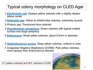 Comprehensive Overview of Urinary Tract Infection Microbiology and ...