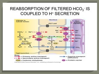 Production of new HCO3
–
 