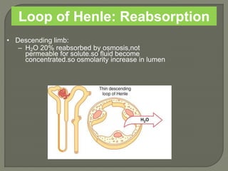Loop of Henle: Reabsorption
• Descending limb:
– H2O 20% reabsorbed by osmosis,not
permeable for solute.so fluid become
concentrated.so osmolarity increase in lumen
 