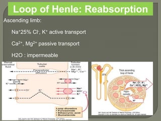 Loop of Henle: Reabsorption
Ascending limb:
Na+25% Cl-, K+ active transport
Ca2+, Mg2+ passive transport
H2O : impermeable
 