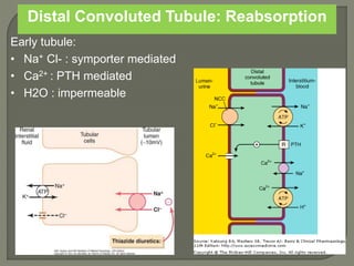 Distal Convoluted Tubule: Reabsorption
Early tubule:
• Na+ Cl- : symporter mediated
• Ca2+ : PTH mediated
• H2O : impermeable
 