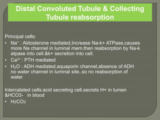 Distal Convoluted Tubule & Collecting
Tubule reabsorption
Principal cells:
• Na+ : Aldosterone mediated,Increase Na-k+ ATPase,causes
more Na channel in luminal mem.then reabsorption by Na-k
atpase into cell.&k+ secretion into cell.
• Ca2+ : PTH mediated
• H2O : ADH mediated,aquaporin channel,absence of ADH
no water channel in luminal site..so no reabsorption of
water
Intercalated cells:acid secreting cell.secrets H+ in lumen
&HCO3- in blood
• H2CO3
 