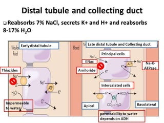 Late Distal Convoluted Tubule &
Collecting tubule
Principal cells:
• Na+ : Aldosterone mediated
• Ca2+ : PTH mediated
• H2O : ADH mediated &
concentrated urine
Intercalated cells
• H2CO3
 