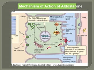 Mechanism of Action of Aldosterone
 