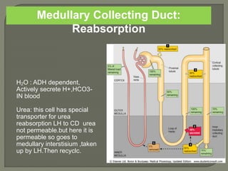 Medullary Collecting Duct:
Reabsorption
H2O : ADH dependent,
Actively secrete H+,HCO3-
IN blood
Urea: this cell has special
transporter for urea
reabsorption LH to CD urea
not permeable.but here it is
permeable so goes to
medullary interstisium ,taken
up by LH.Then recyclc.
 