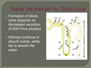  Formation of dilute
urine depends on
decreased secretion
of ADH from pituitary.
 Kidneys continue to
absorb solute; while
fail to absorb the
water.
 