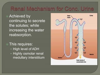  Achieved by
continuing to secrete
the solutes; while
increasing the water
reabsorption.
 This requires:
• High level of ADH
• Highly osmolar renal
medullary interstitium
 