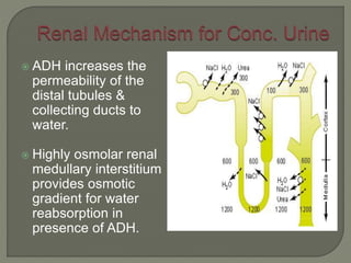  ADH increases the
permeability of the
distal tubules &
collecting ducts to
water.
 Highly osmolar renal
medullary interstitium
provides osmotic
gradient for water
reabsorption in
presence of ADH.
 