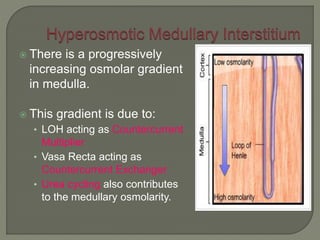  There is a progressively
increasing osmolar gradient
in medulla.
 This gradient is due to:
• LOH acting as Countercurrent
Multiplier
• Vasa Recta acting as
Countercurrent Exchanger
• Urea cycling also contributes
to the medullary osmolarity.
 