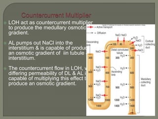  LOH act as countercurrent multiplier
to produce the medullary osmotic
gradient.
 AL pumps out NaCl into the
interstitium & is capable of producing
an osmotic gradient of iin tubule &
interstitium.
 The countercurrent flow in LOH, with
differing permeability of DL & AL is
capable of multiplying this effect to
produce an osmotic gradient.
 