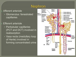 Afferent arteriole
• Glomerulus: fenestrated
capillaries
 Efferent arteriole
• Peritubular capillaries
(PCT and DCT) involved in
reabsorption
• Vasa recta (medullary loop
of Henle) involved in
forming concentrated urine
Figure 25.5a
 