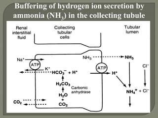 Buffering of hydrogen ion secretion by
ammonia (NH3) in the collecting tubule
 