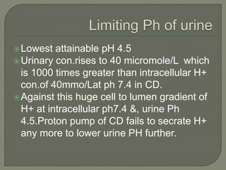 Lowest attainable pH 4.5
Urinary con.rises to 40 micromole/L which
is 1000 times greater than intracellular H+
con.of 40mmo/Lat ph 7.4 in CD.
Against this huge cell to lumen gradient of
H+ at intracellular ph7.4 &, urine Ph
4.5.Proton pump of CD fails to secrate H+
any more to lower urine PH further.
 