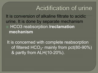 It is conversion of alkaline filtrate to acidic
urine. It is done by separate mechanism
 HCO3 reabsorption /reclamation
mechanism
It is concerned with complete reabsorption
of filtered HCO3- mainly from pct(80-90%)
& partly from ALH(10-20%).
 