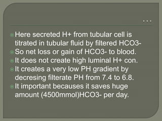 Here secreted H+ from tubular cell is
titrated in tubular fluid by filtered HCO3-
So net loss or gain of HCO3- to blood.
It does not create high luminal H+ con.
It creates a very low PH gradient by
decresing filterate PH from 7.4 to 6.8.
It important becauses it saves huge
amount (4500mmol)HCO3- per day.
 