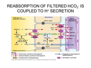 Production of new HCO3
–
 