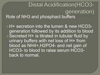Role of NH3 and phosphact buffers
H+ secretion into the lumen & new HCO3-
generation followed by its addition to blood
Secreted H+ is titrated in tubular fluid by
urinary buffers with net loss of H+ from
blood as NH4+,H2PO4- and net gain of
HCO3- to blood to raise serum HCO3-
back to normal.
 