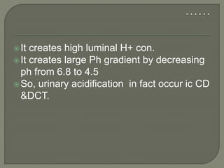 It creates high luminal H+ con.
It creates large Ph gradient by decreasing
ph from 6.8 to 4.5
So, urinary acidification in fact occur ic CD
&DCT.
 