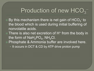  By this mechanism there is net gain of HCO3
- to
the blood which is used during initial buffering of
nonvolatile acids.
 There is also net excretion of H+ from the body in
the form of NaH2PO4, NH4Cl.
 Phosphate & Ammonia buffer are involved here.
• It occurs in DCT & CD by ATP drive proton pump
 
