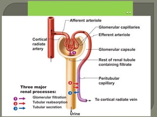Cortical
radiate
artery
Afferent arteriole
Glomerular capillaries
Efferent arteriole
Glomerular capsule
Rest of renal tubule
containing filtrate
Peritubular
capillary
To cortical radiate vein
Urine
Glomerular filtration
Tubular reabsorption
Tubular secretion
Three major
renal processes:
 