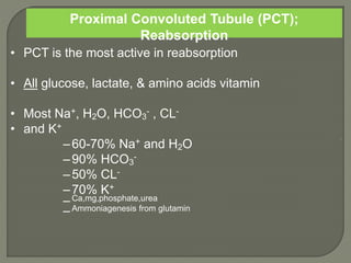 Proximal Convoluted Tubule (PCT);
Reabsorption
.
• PCT is the most active in reabsorption
• All glucose, lactate, & amino acids vitamin
• Most Na+, H2O, HCO3
- , CL-
• and K+
–60-70% Na+ and H2O
–90% HCO3
-
–50% CL-
–70% K+
–Ca,mg,phosphate,urea
–Ammoniagenesis from glutamin
 