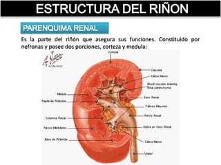 Es la parte del riñón que asegura sus funciones. Constituido por
nefronas y posee dos porciones, corteza y medula: