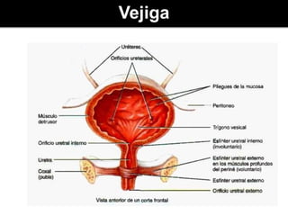 Vejiga
