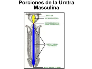 Porciones de la Uretra
Masculina