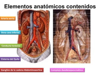 Elementos anatómicos contenidos
Arteria aorta
Vena cava inferior
Ganglios de la cadena Abdominoaortica
Cisterna del Quilo
Conducto torácico
Complejo duodenopancreático
