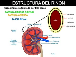 CAPSULA FIBROSA O RENAL
CAPSULA ADIPOSA
FASCIA RENAL
Cada riñón esta formado por tres capas: