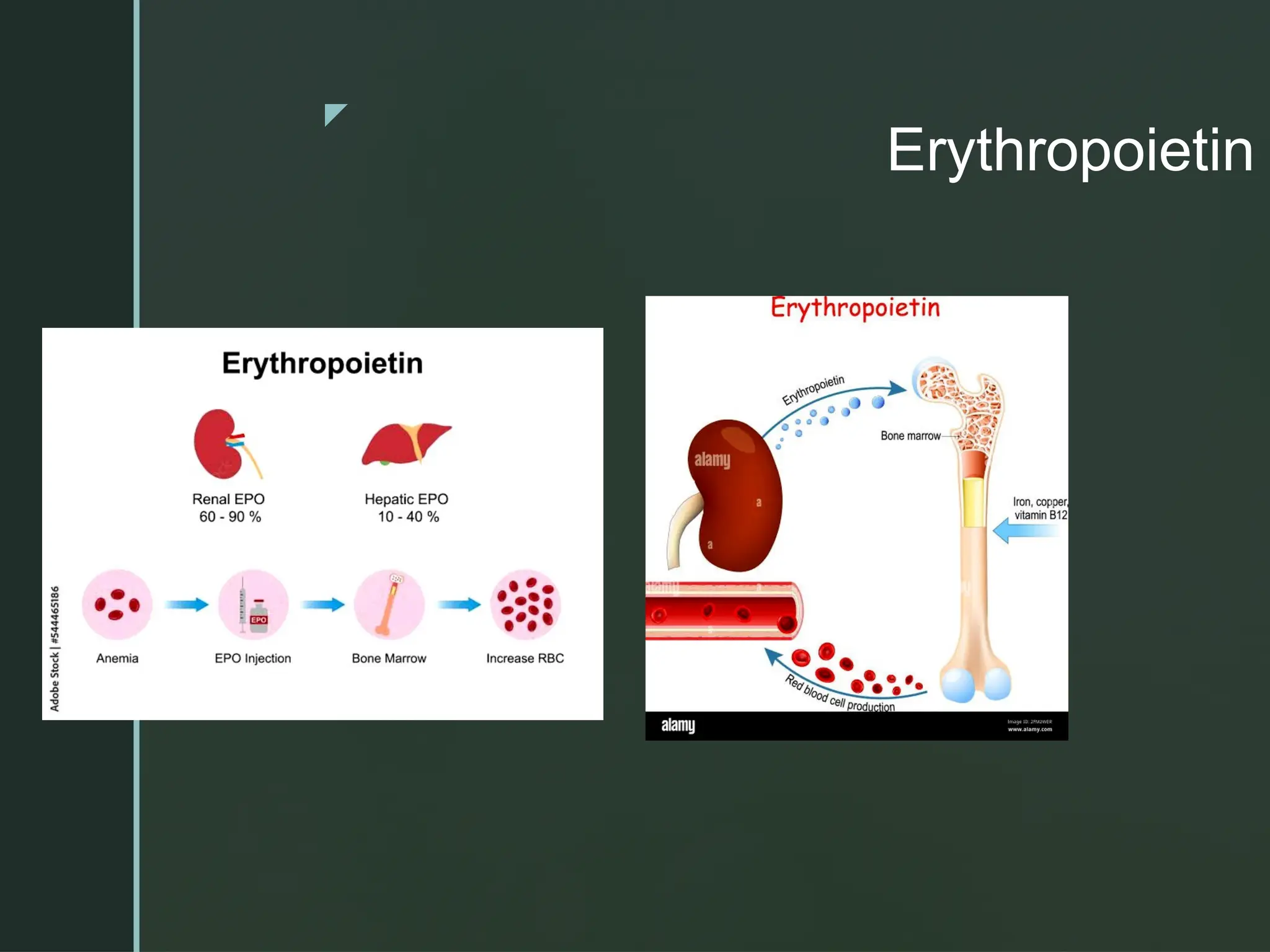 z
Erythropoietin
 
