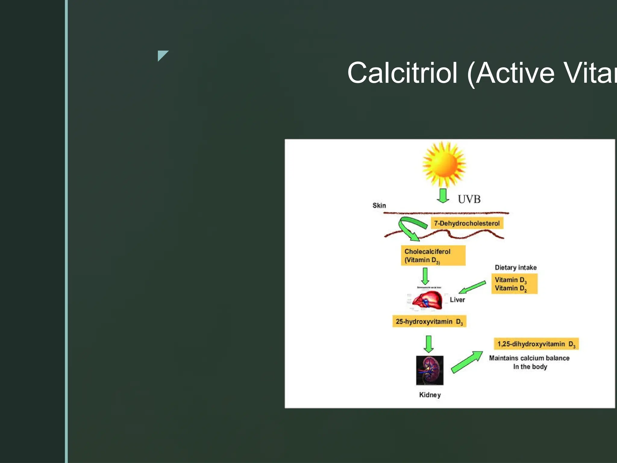 z
Calcitriol (Active Vitam
 
