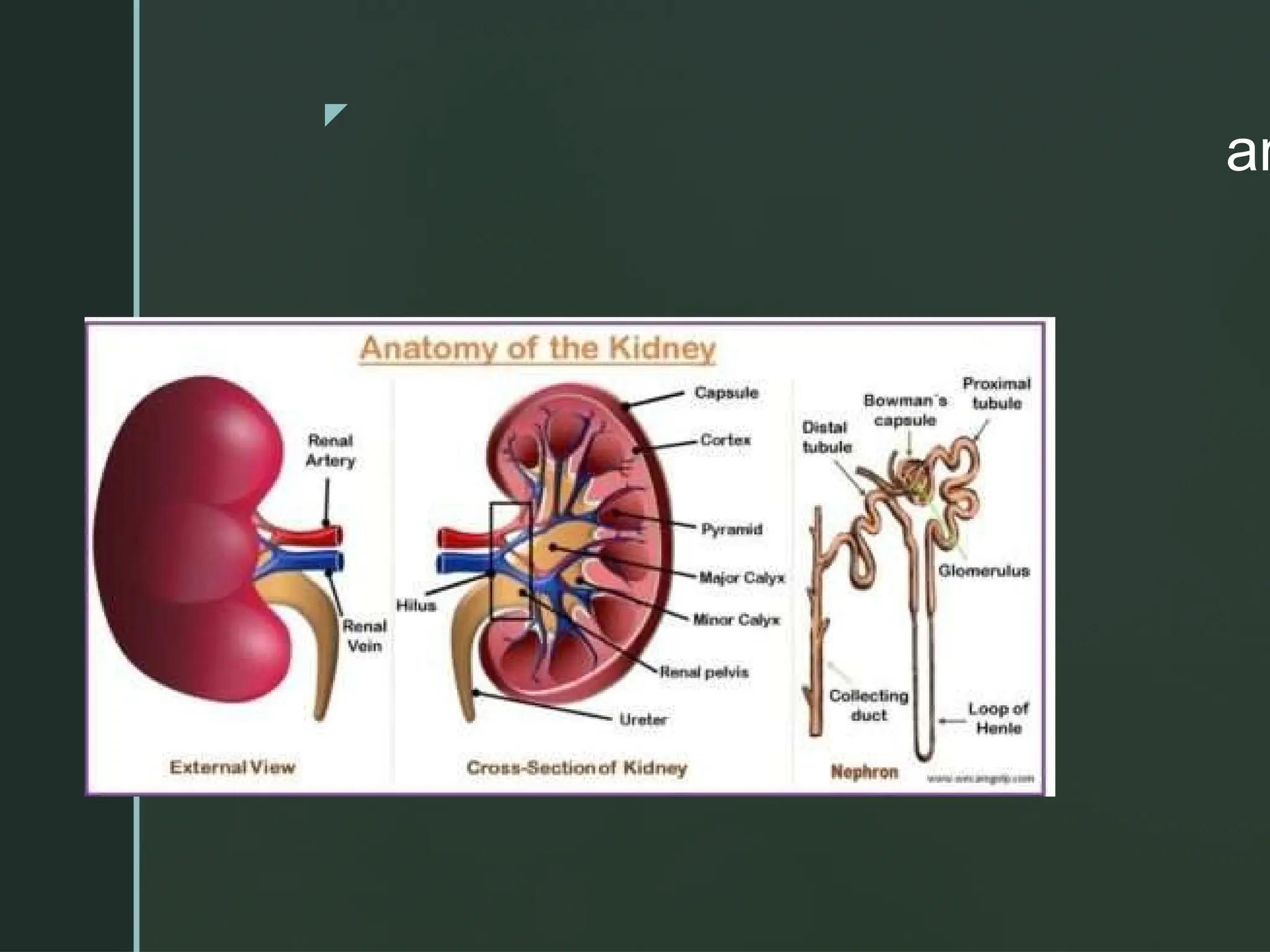 z
an
 Anatomy of kidney
 