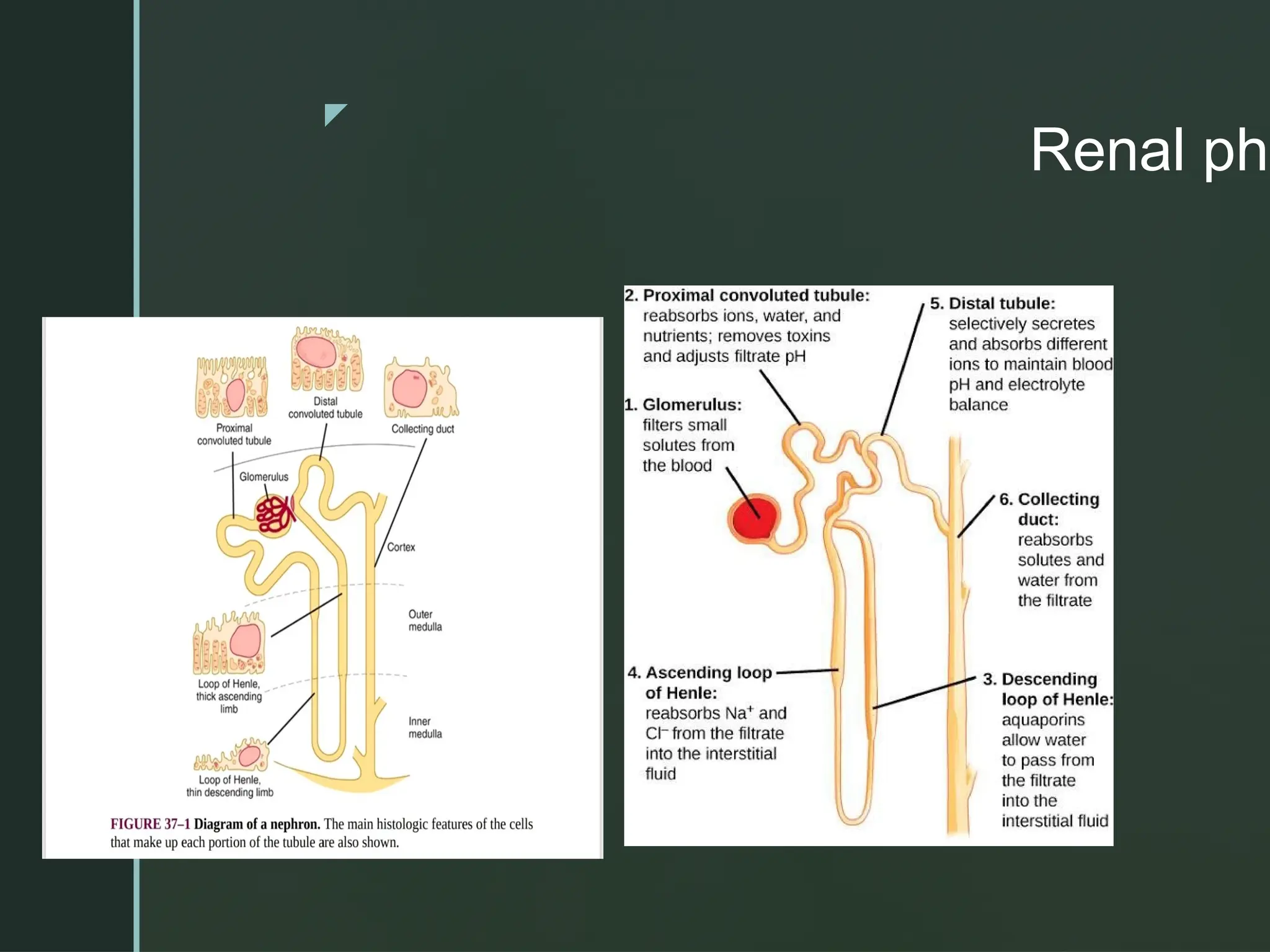 z
Renal phi
 Nephron
 