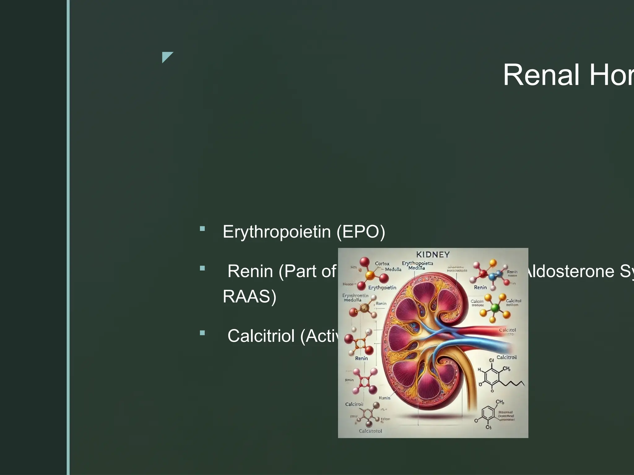 z
Renal Hor
 Erythropoietin (EPO)
 Renin (Part of the Renin-Angiotensin-Aldosterone Sy
RAAS)
 Calcitriol (Active Vitamin D)
 