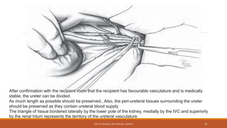 After confirmation with the recipient room that the recipient has favourable vasculature and is medically
stable, the ureter can be divided.
As much length as possible should be preserved., Also, the peri-ureteral tissues surrounding the ureter
should be preserved as they contain ureteral blood supply.
The triangle of tissue bordered laterally by the lower pole of the kidney, medially by the IVC and superiorly
by the renal hilum represents the territory of the ureteral vasculature.
DEPT OF UROLOGY, KMC AND GRH, CHENNAI 43
 