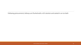 Following procurement, kidneys are flushed with a UV solution and cooled in an ice bath
DEPT OF UROLOGY, KMC AND GRH, CHENNAI 53
 