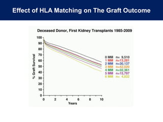 Effect of HLA Matching on The Graft Outcome
 