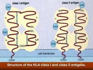 Structure of the HLA class I and class II antigens.
 