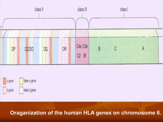 Oraganization of the human HLA genes on chromosome 6.
 
