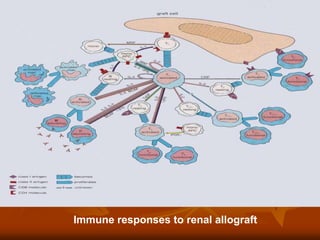 Immune responses to renal allograft
 