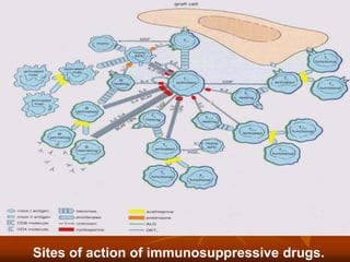 Sites of action of immunosuppressive drugs.
 