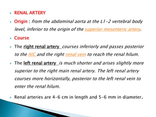  RENAL ARTERY
 Origin : from the abdominal aorta at the L1-2 vertebral body
level, inferior to the origin of the superior mesenteric artery.
 Course
 The right renal artery courses inferiorly and passes posterior
to the IVC and the right renal vein to reach the renal hilum.
 The left renal artery is much shorter and arises slightly more
superior to the right main renal artery. The left renal artery
courses more horizontally, posterior to the left renal vein to
enter the renal hilum.
 Renal arteries are 4-6 cm in length and 5-6 mm in diameter.
 