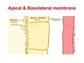 Renal Tubular Reabsorption & Secretion.pptx