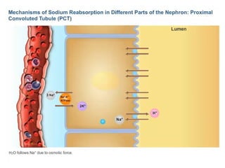 Rectisol Absorption System Renal Tubular Reabsorption & Secretion.pptx