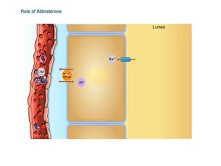 Rectisol Absorption System Renal Tubular Reabsorption & Secretion.pptx