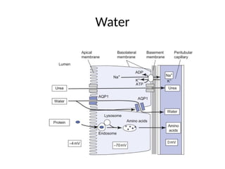 Rectisol Absorption System Renal Tubular Reabsorption & Secretion & Micturition Reflex.pptx