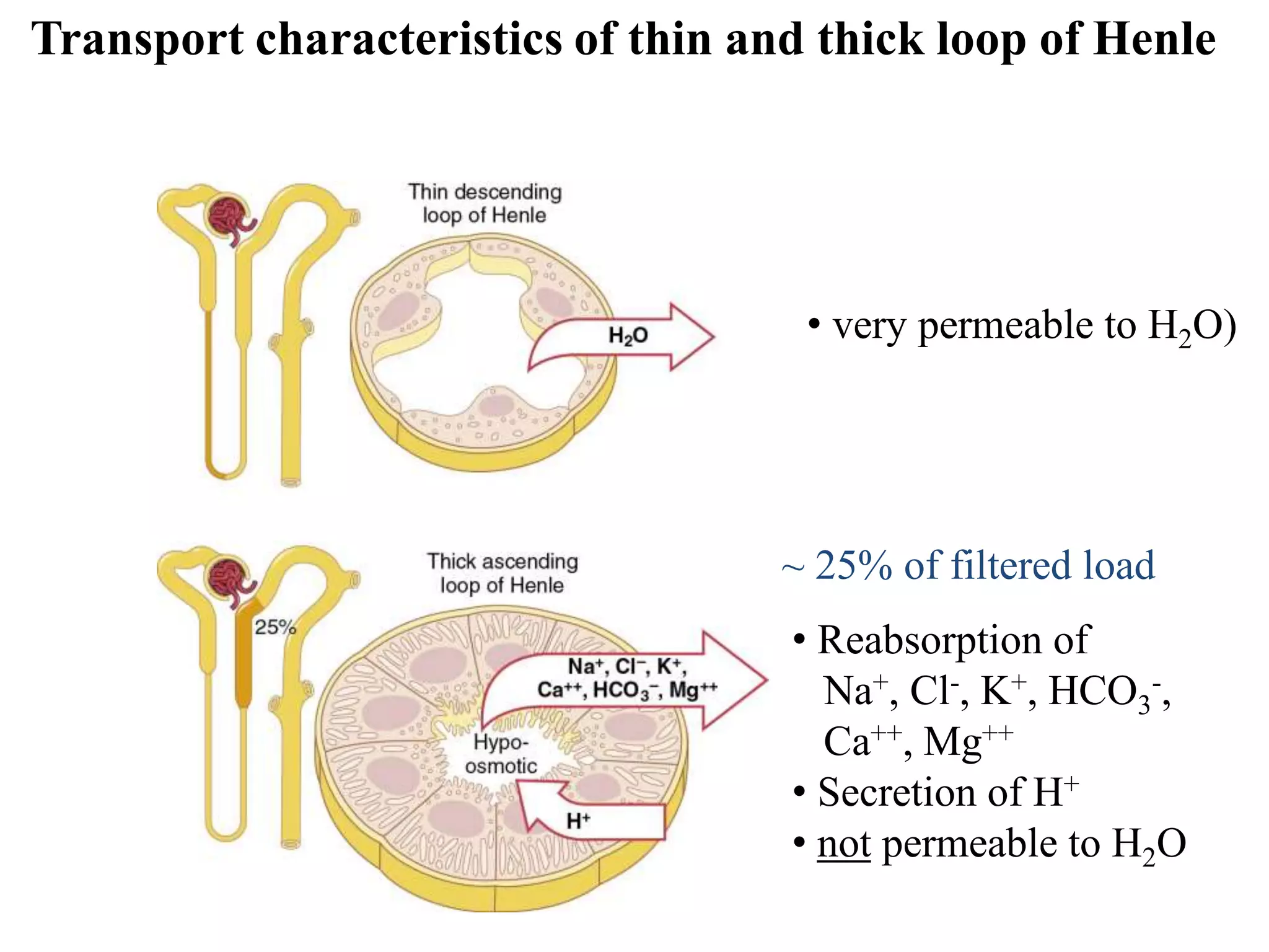 Renal tubular reabsorption, secretion, regulation & renal function ...