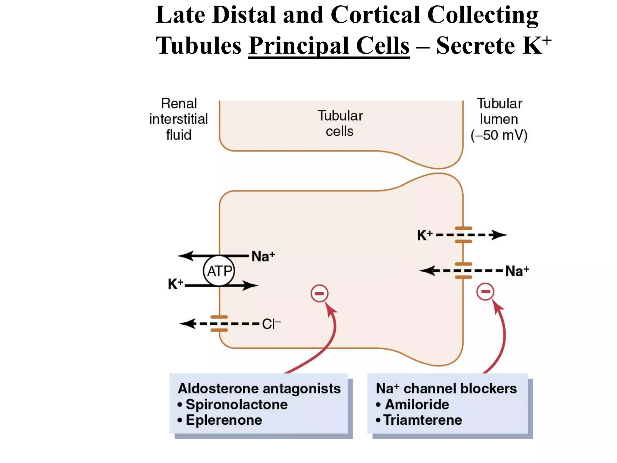 Rectisol Absorption System Renal tubular reabsorption, secretion, regulation & renal function ...